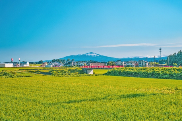 夏の庄内平野の田園風景